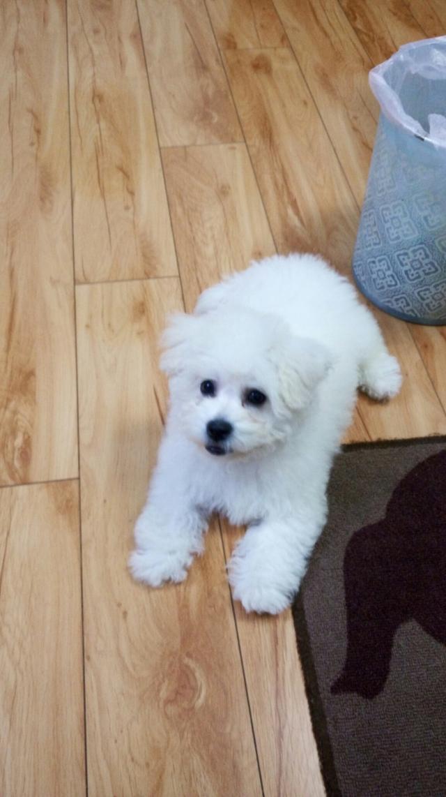 5个月的比熊护食很凶时咬主人,比熊宝宝凶主人