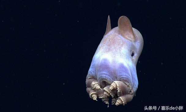 世界上十大最怪异的海洋生物,十种奇特的海洋生物
