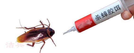 家里厨房有蟑螂用什么药,家里厨房有蟑螂怎么才能彻底清除