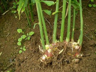 脱毒生姜培育与高产栽培技术,生姜套种玉米高产种植技术