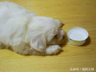 新手养狗，遇到狗狗呕吐问题怎么办？