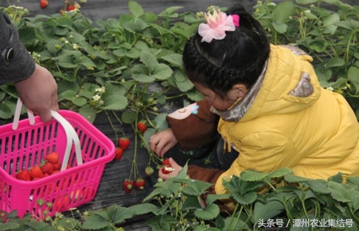种植什么项目最好赚钱,山区种植赚钱项目