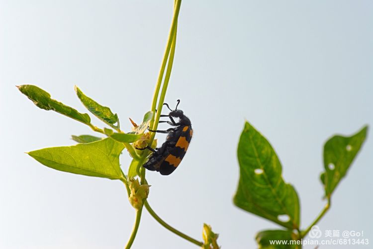 微距镜头下的昆虫视角,微距下的昆虫摄影