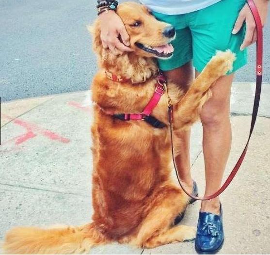 泰迪抱主人的腿,泰迪养大的金毛