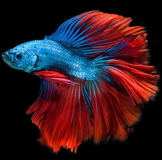 最漂亮的泰国斗鱼有哪些,超级漂亮泰国斗鱼