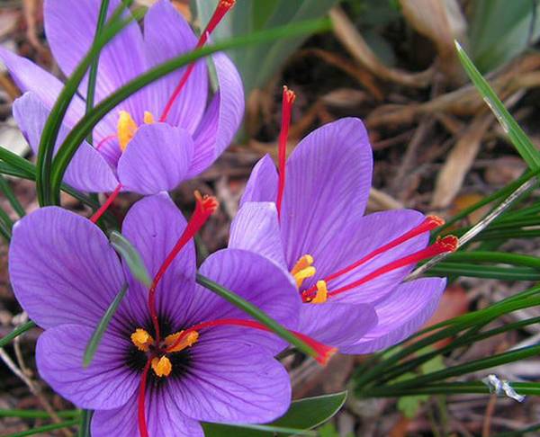 西班牙海鲜饭视频完整版,西班牙海鲜饭马德里