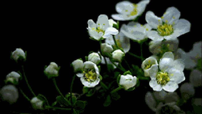 春风如贵客一到便繁华作文赏析,春风如贵客一到便繁华原文