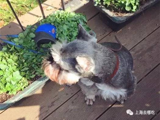 魔都这10家萌宠餐厅酒店，拯救留守在家的喵喵狗狗！咖啡、汉堡、江景……和主子腻在一起！