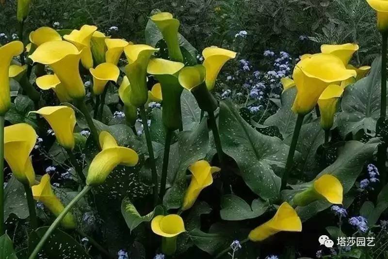 彩色马蹄莲的形态特征和养殖,白色马蹄莲和彩色马蹄莲一样吗