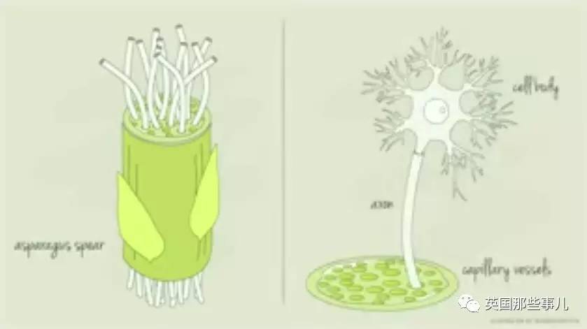 在苹果片上“种”出人耳？！这不是恐怖故事，是脑洞大开的医学新方向啊喂！