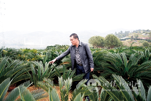 青口镇铁树基地,青口梅岭