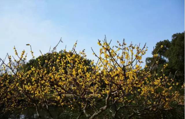 苏州园区赏梅攻略,何时去苏州赏梅最佳