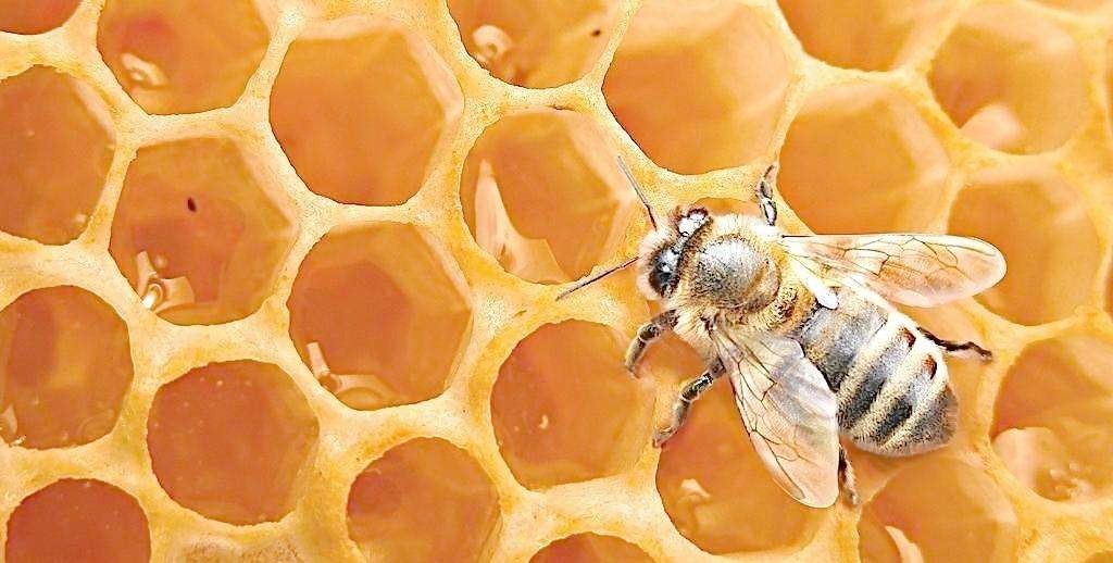 一周内最爆美食,蜂蜜为什么要天天吃甜的