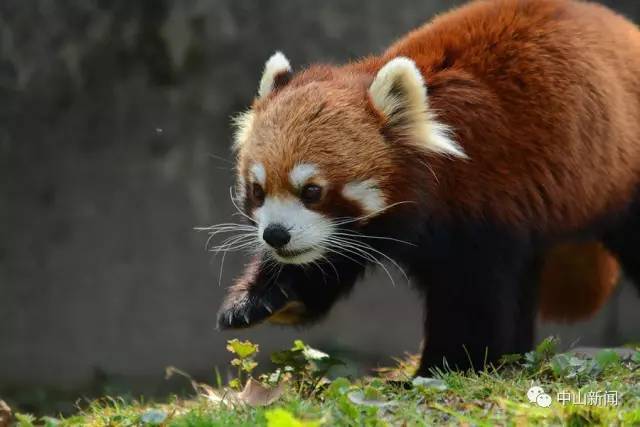 中山动物园有熊猫吗,中山公园动物园春节开放了吗