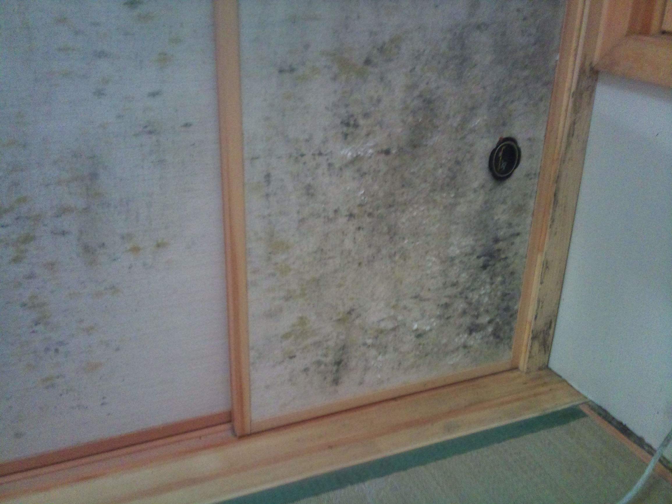 家中墙壁为什么会上霉,墙壁有大面积霉怎么处理