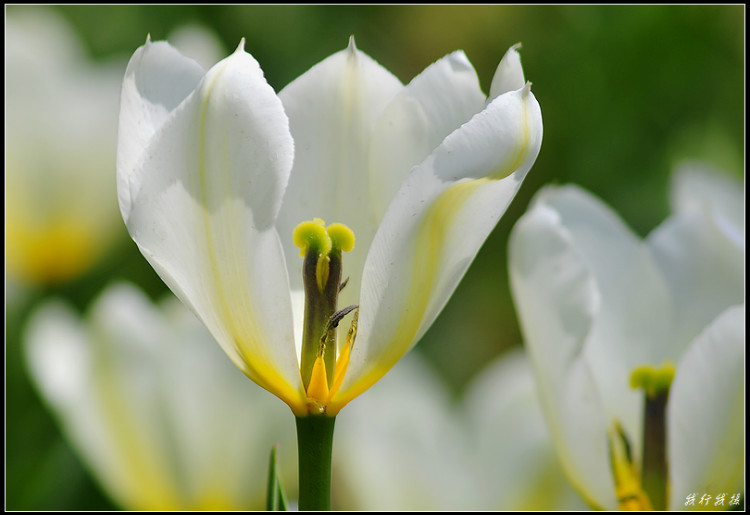 郁金香花卉摆放,郁金香花卉基地