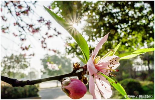 什么东西泡水喝可以养肝和肾,春季养肝肾喝什么茶