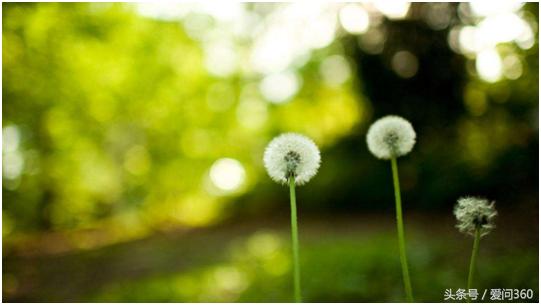 什么东西泡水喝可以养肝和肾,春季养肝肾喝什么茶