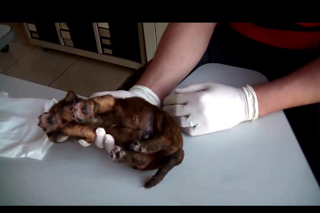 狗狗身上很多小虫子一定要剃毛吗,狗狗身上挤出黑色分泌物