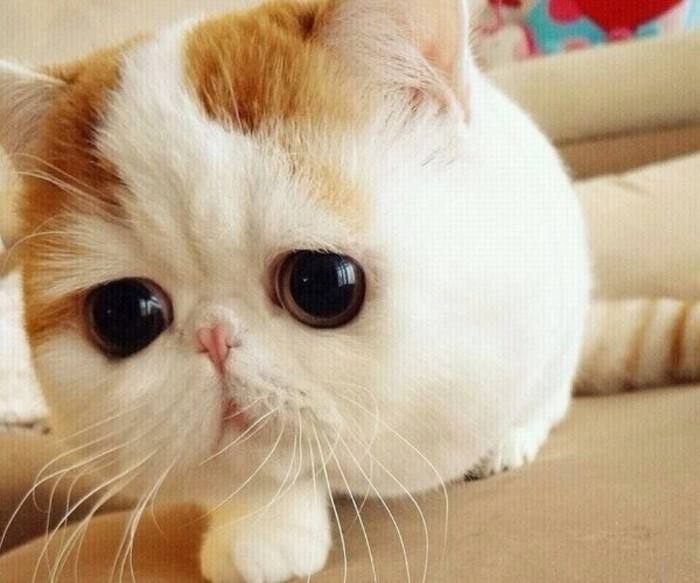 脸肥怎么瘦脸最快最有效,脸太肥了怎么瘦脸