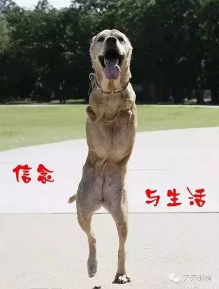 给狗狗换狗粮的正确方法,换狗粮狗狗不适应怎么办能好吗