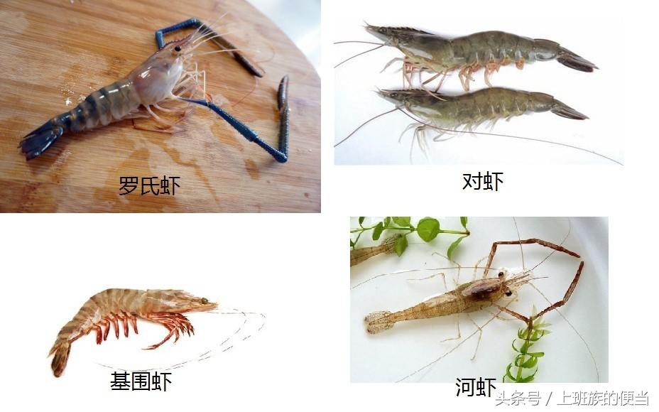 虾和龙虾的区别图解,看图识鱼类