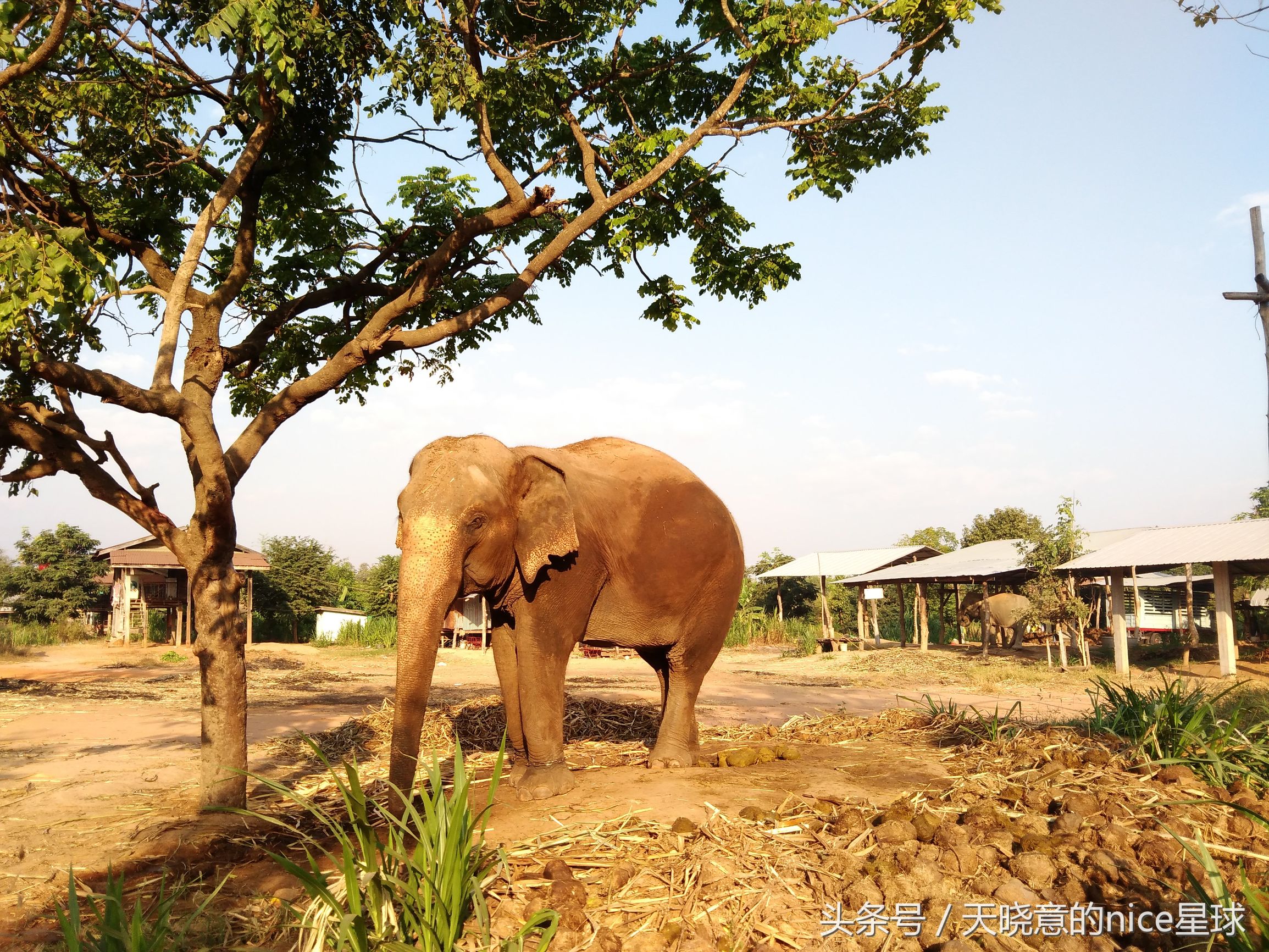 泰国大象旅行记,泰国旅游跟大象近距离接触