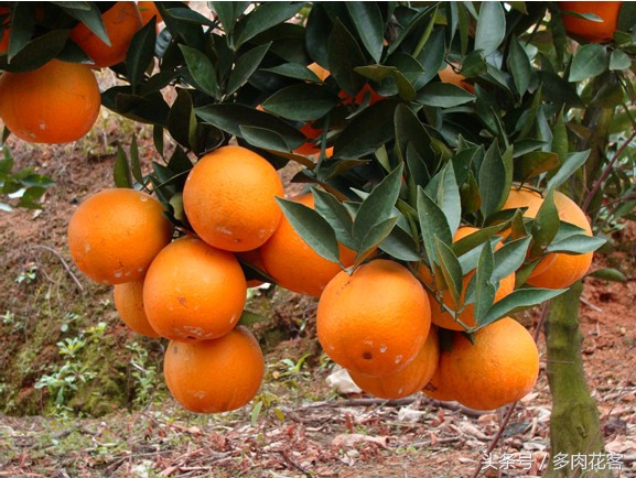 如何种植橙子从种子开始种,在家就能做到橙子果汁