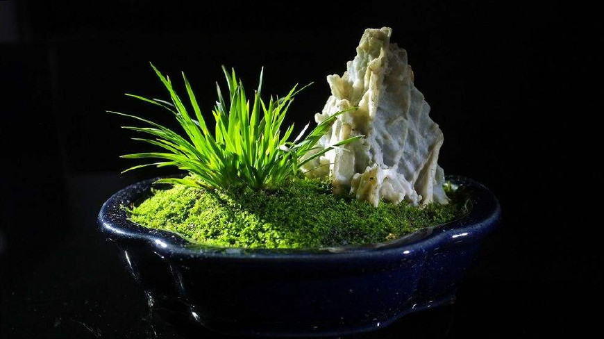 金钱菖蒲什么香味,从化金钱菖蒲