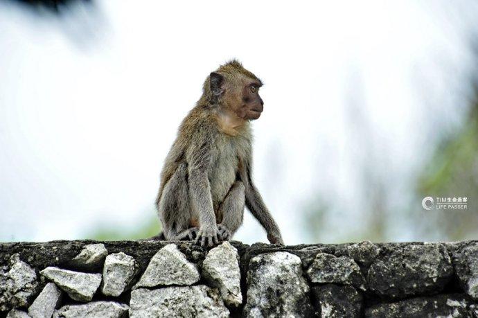 巴厘岛情人崖猴子,巴厘岛最美情人崖