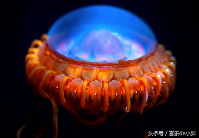 世界上十大最怪异的海洋生物,十种奇特的海洋生物