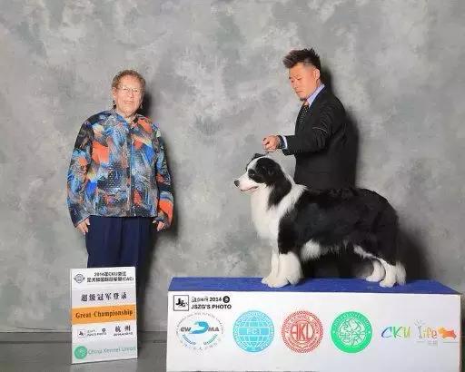 狗狗打比赛项目有哪些,狗狗比赛都有什么项目