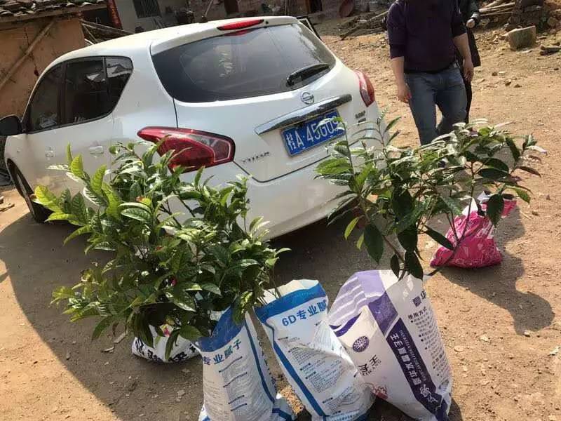 金花茶文化旅游节2019,金花茶节