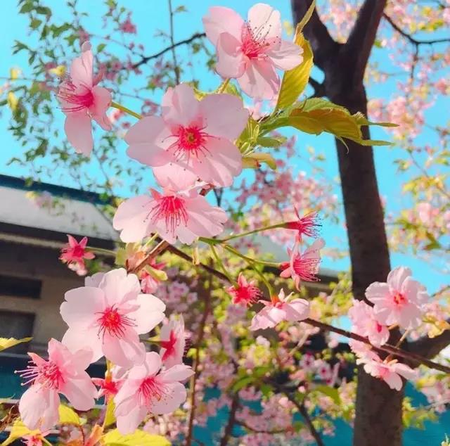 不去看樱花去看海,不去看樱花看西府海棠