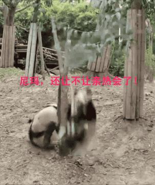 男女主人正在卿卿我我，狗狗一个嘴下来，又是一个措手不及