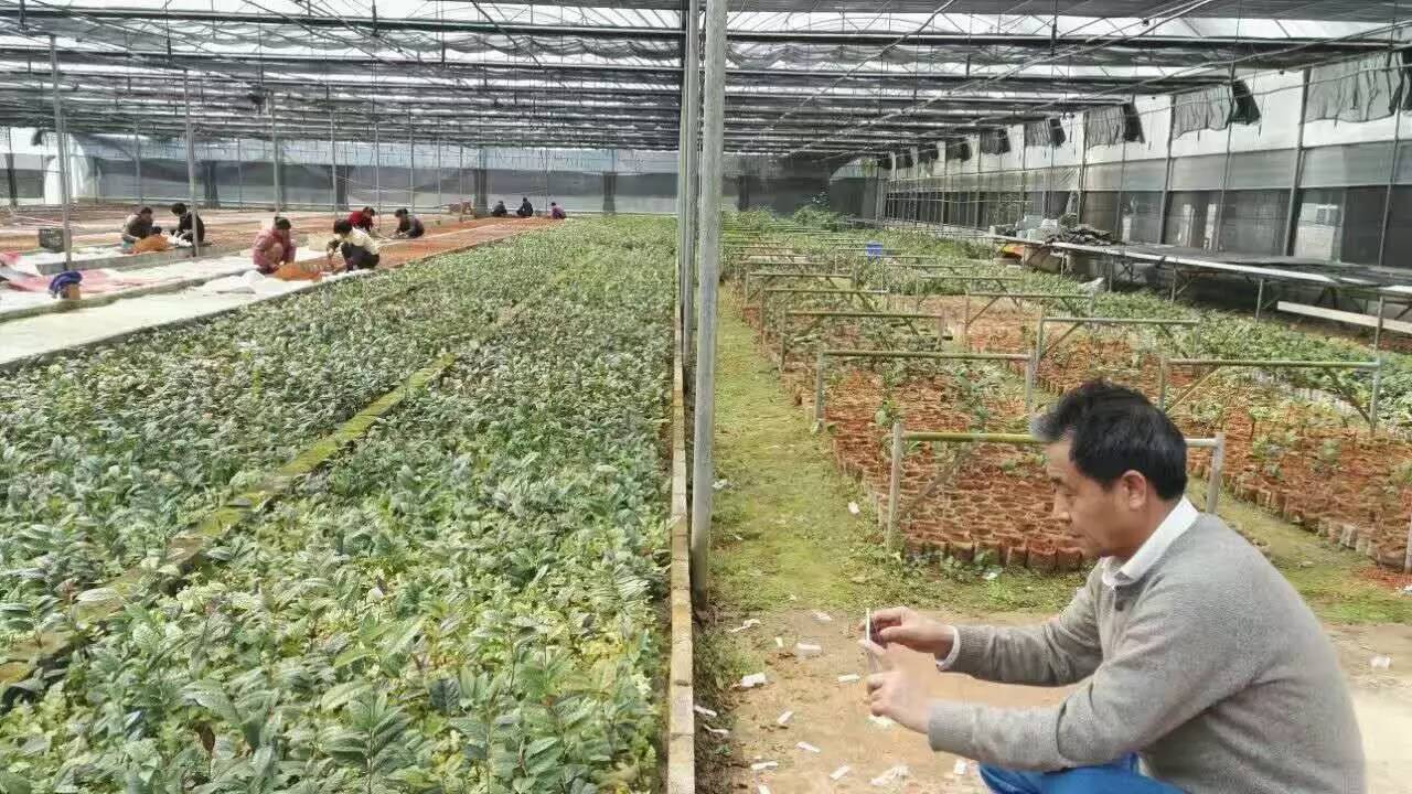 金花茶文化旅游节2019,金花茶节