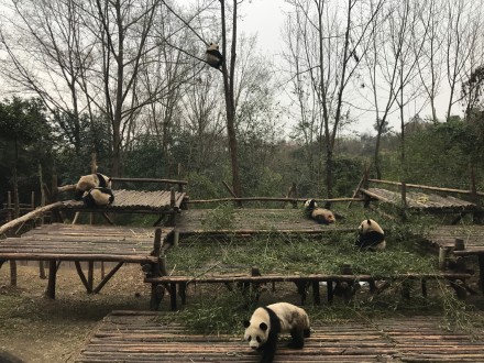 中国十大最火的外国网红,抖音百万网红姐弟抱大腿