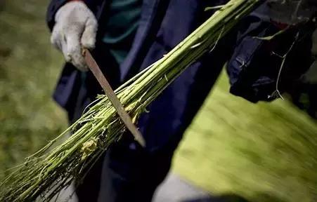 傻傻分不清汉字四胞胎,傻傻分不清的汉字双胞胎