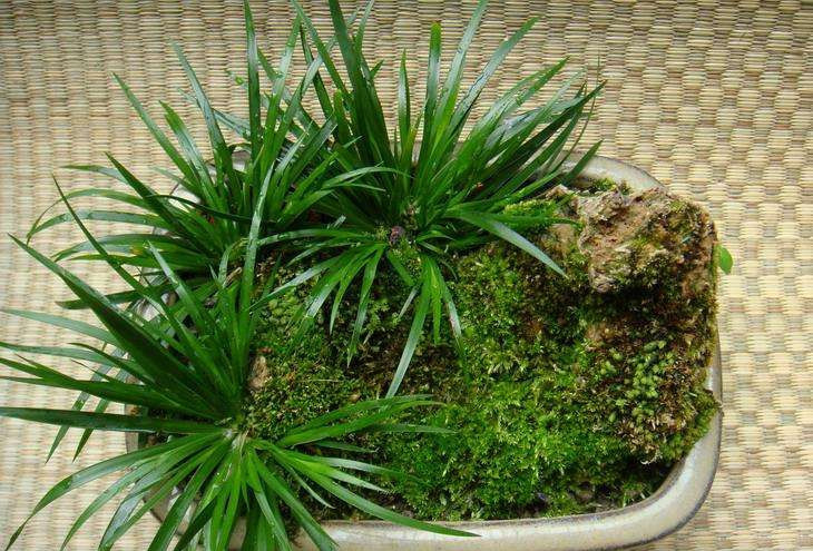 金钱菖蒲什么香味,从化金钱菖蒲