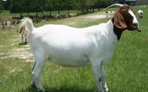 肉羊优良品种有哪些,马章全