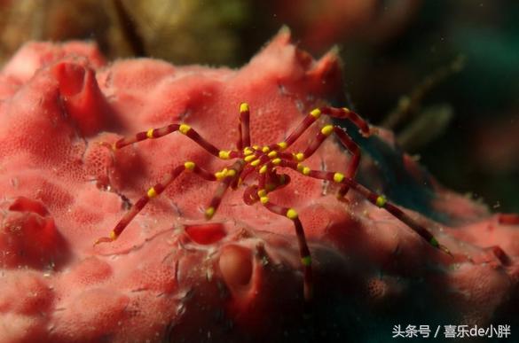 世界上十大最怪异的海洋生物,十种奇特的海洋生物