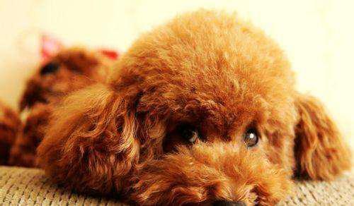 贵宾犬怎么饲养,贵宾犬如何饲养好