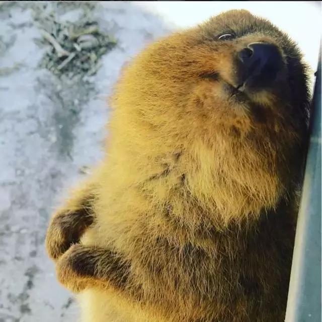 最萌短尾矮袋鼠,澳洲偶遇袋鼠