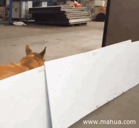 大猩猩gif搞笑图片,黑猩猩搞笑gif图