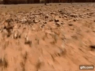 黑色鬃毛的狮子厉害吗,黑色鬃狮蜥