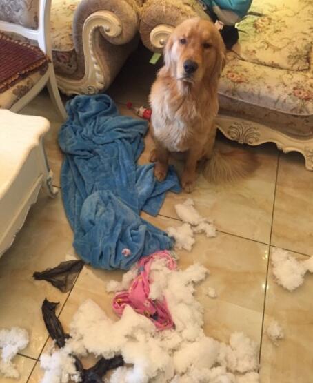 不小心踩到自家的狗子，不要惊慌，给它一根骨头，不行就给两根