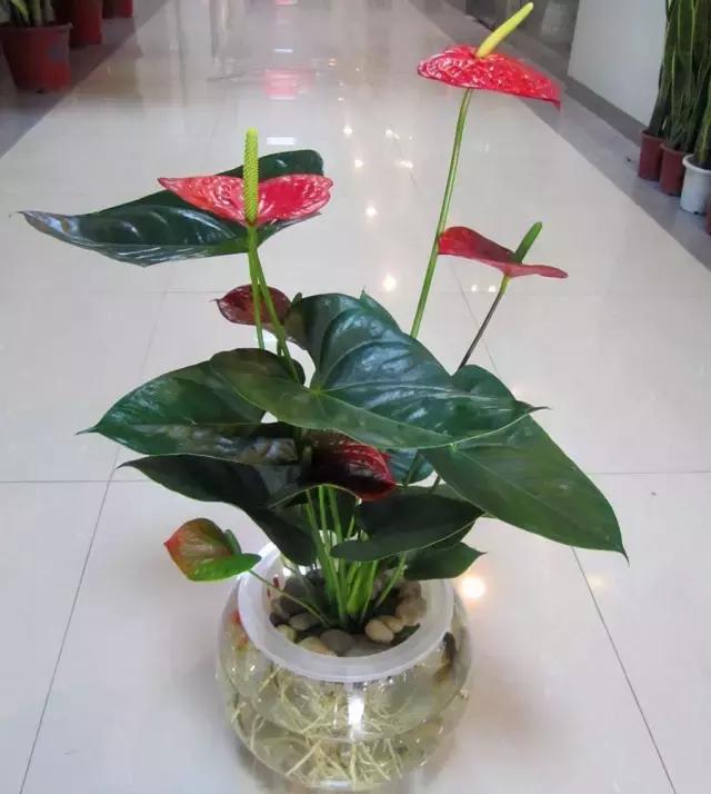 室内用水养的花,一帆风顺花可以直接用水养