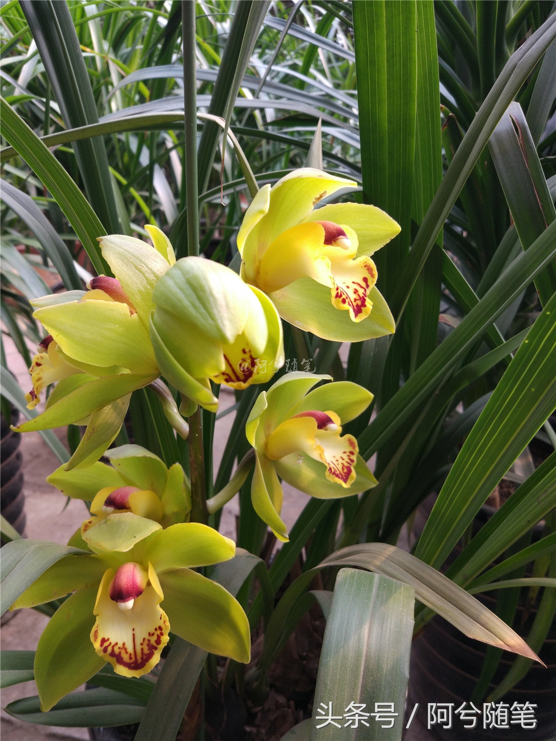 农村5万元创业项目推荐,农村适合穷人的18个创业项目