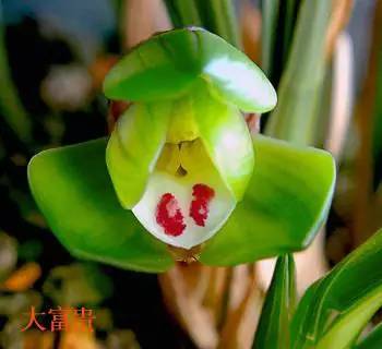 兰花资料卡,兰花资料简介