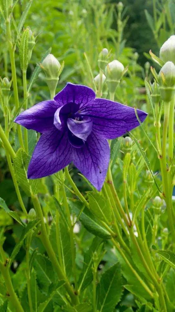 桔梗花：爱你永不悔